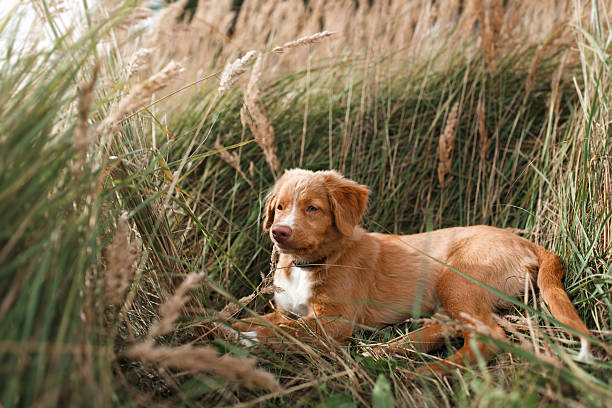 istock Dog breed Nova Scotia Duck Tolling Retriever 515677698