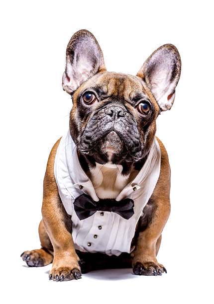 Smart french bulldog Dog, french bulldog, wearing shirtfront and bow tie, isolated on white background. dog tuxedo stock pictures, royalty-free photos & images