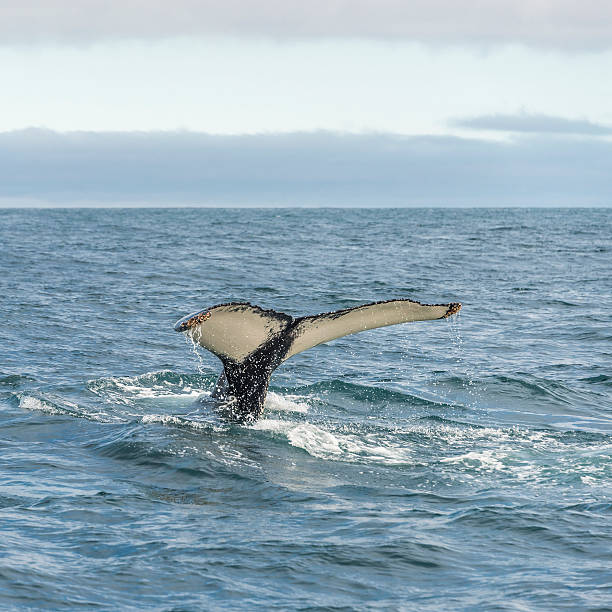 istock Whale watching safari with humpback whales at Iceland 515677868