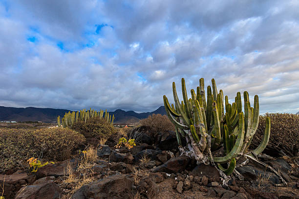 istock Beautiful Tenerife landscape - Costa Adeje 515677906