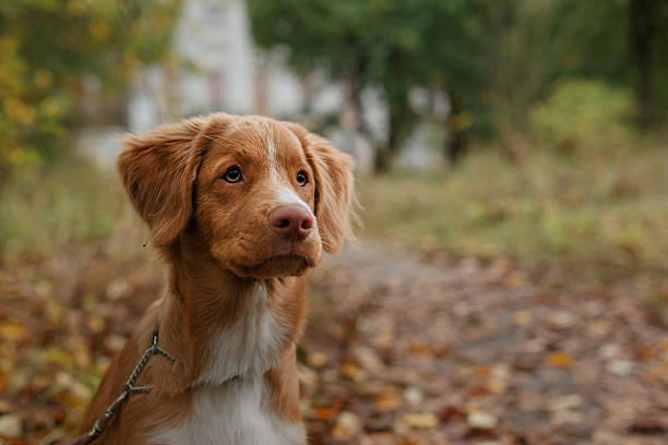 istock Dog breed Nova Scotia Duck Tolling Retriever 515677930