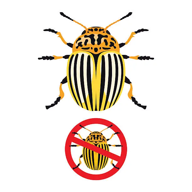 Vector illustration of Colorado potato beetle and prohibition sign