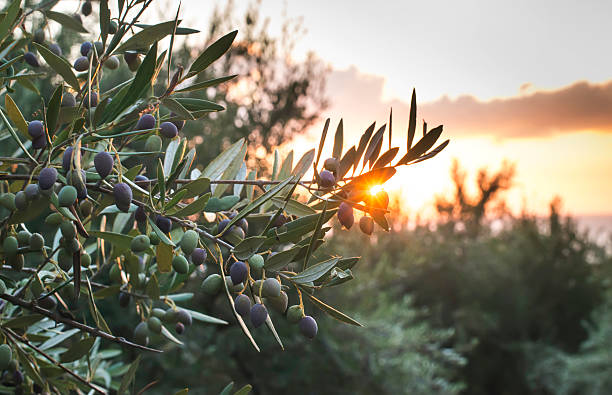 olivenbäume auf sonnenuntergang - olivenbaum stock-fotos und bilder