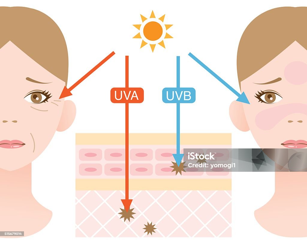 ultraviolet rays UVA rays damage the dermis, and a major part in skin aging and wrinkling. UVB rays, the chief cause of skin reddening and sunburn,  damage the epidermis. Illustration stock vector