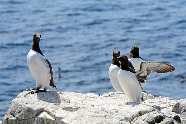 istock Guillemots, Farne Islands Nature Reserve, England 515679454