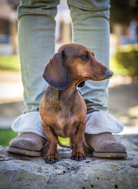 istock Close-up of cute brown dachshund 515679522