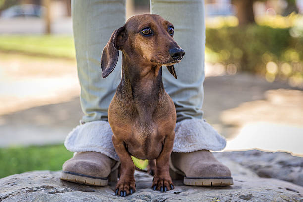 istock Close-up of cute brown dachshund 515679856
