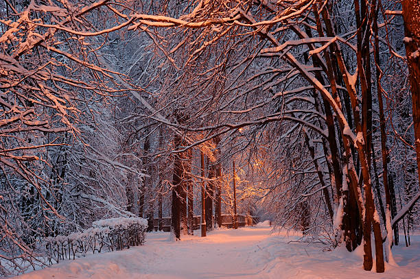 istock Winter in Moscow park 515679910
