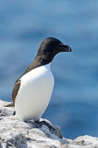 istock Guillemot, Farne Islands Nature Reserve, England 515680706