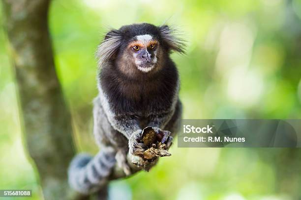 Sagui Monos Salvaje En Rio De Janeiro Brasil Foto de stock y más banco de  imágenes de Tití - Tití, Mono - Primate, Simio - iStock