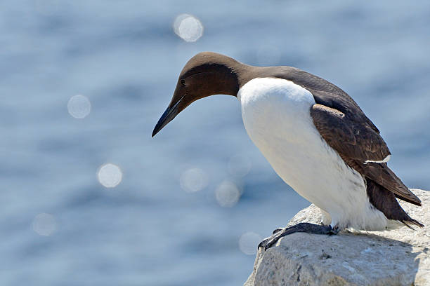 istock Guillemot, Farne Islands Nature Reserve, England 515681704