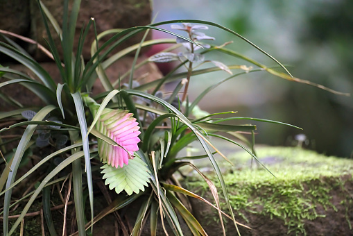 Bromelia with blossoms growing on a stone.