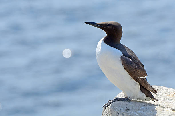 istock Guillemot, Farne Islands Nature Reserve, England 515682026