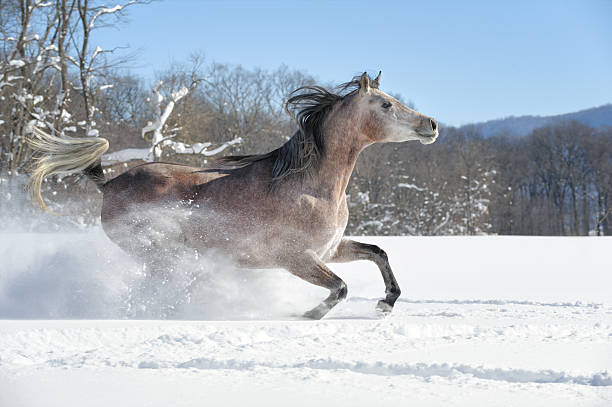istock Horse Running at Speed in Deep Powder Snow, Side View 515682266