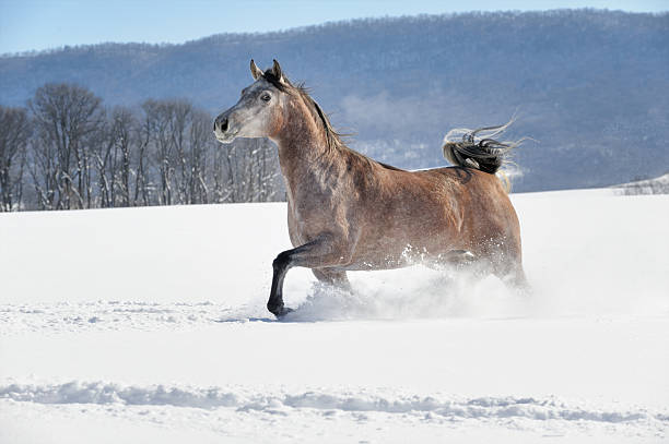 istock Horse Running in Deep Powder Snow with Mountain Background 515682704