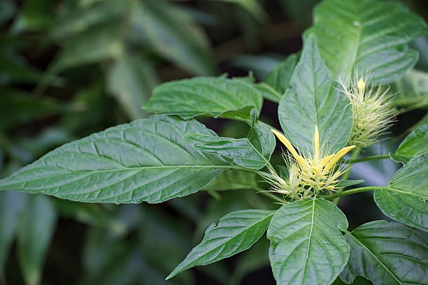 istock Macro of tropical plant with yellow blossom 515682944