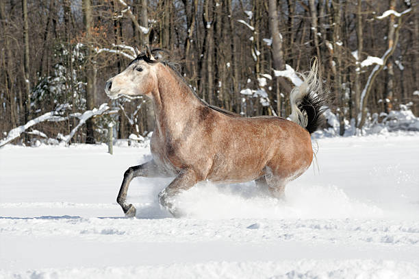istock Horse Running in Deep Powder Snow, Woods Background 515682990