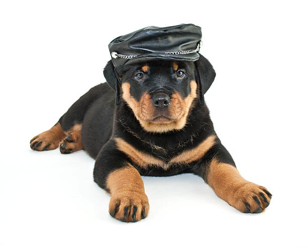 istock Biker Rottweiler Puppy 515683013