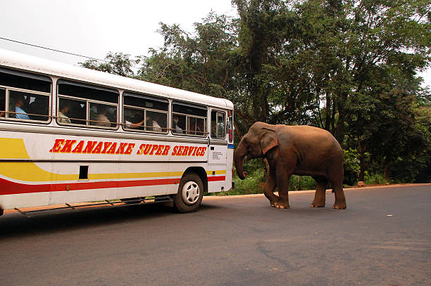 éléphants sauvages attaques autocar - car alarm photos et images de collection