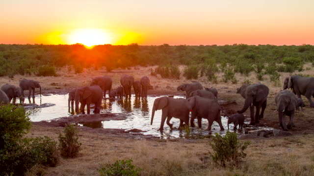 LS DS Elephants Drinking Water From Waterhole