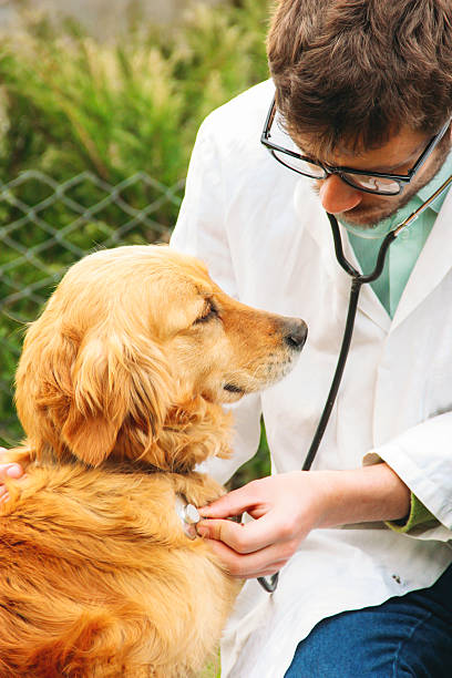 istock veterinarian examining golden retriever with stethoscope 515683458