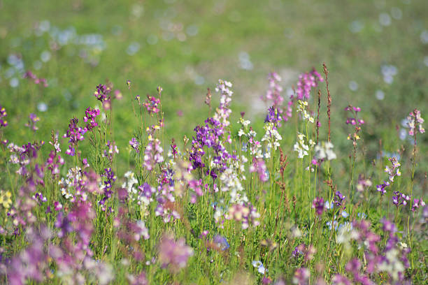 istock Early Spring Meadow Sprinkled with Confetti Color Flowers Background 515683818