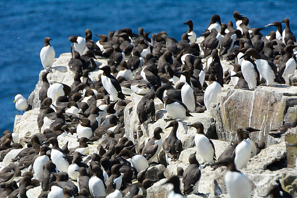 istock Guillemots, Farne Islands Nature Reserve, England 515683922