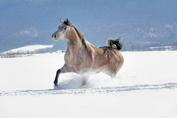 istock Horse Running in Deep Powder Snow, Beautiful Mare 515683942