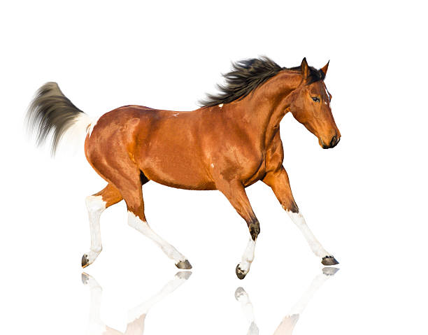 istock isolate of the piebald horse 515684288