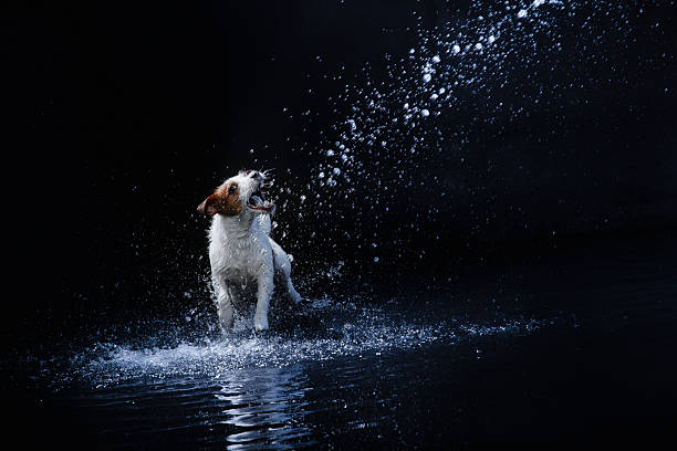 istock Dog Jack Russell Terrier playing in water 515684334