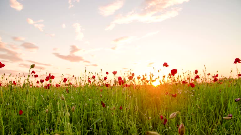 MS DS Poppy Field Against The Sun