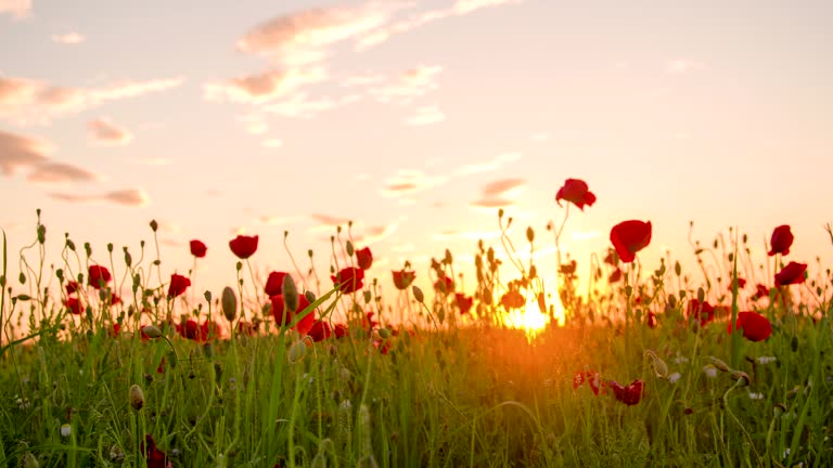 MS DS Poppy Field At Sunset