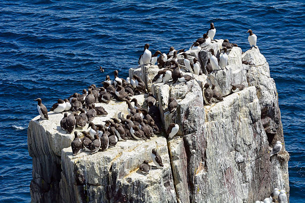 istock Guillemots, Farne Islands Nature Reserve, England 515684456