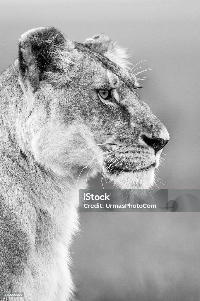 Lioness Stock Photo - Download Image Now - Black And White, Lion - Feline,  Animal Wildlife - iStock