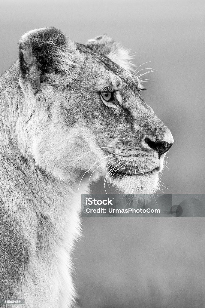 Lioness Stock Photo - Download Image Now - Black And White, Lion - Feline, Animal Wildlife - iStock Lioness Stock Photo - Download Image Now - Black And White, Lion - Feline, Animal Wildlife - iStock