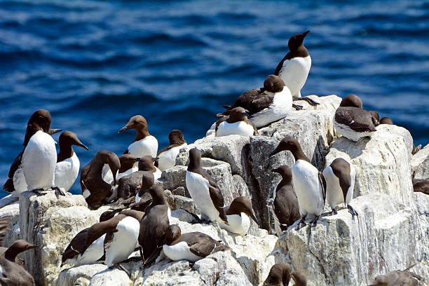 istock Guillemots, Farne Islands Nature Reserve, England 515684646