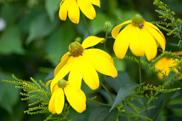 istock Yellow Garden flower 515684761