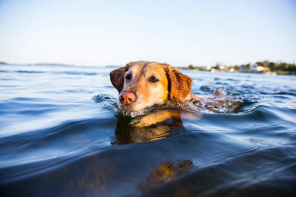 Dog Swimming stock photo