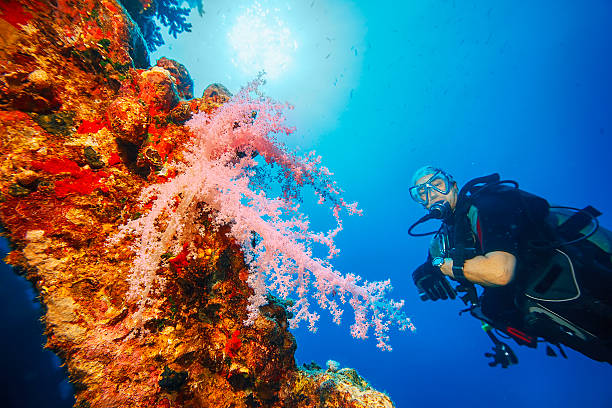 istock Sea life - Prickly alcyonarian 515685745