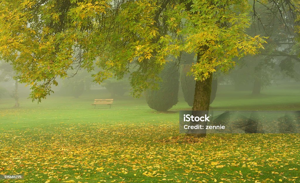 In The Mysterious Fog A foggy fall scene taken at Queen's Park, New Westminster, BC, Canada with Nikon D5100 and Nikkor 35/1.8G prime. New Westminster Stock Photo