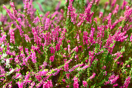 Close up of heather growing in the summer sun