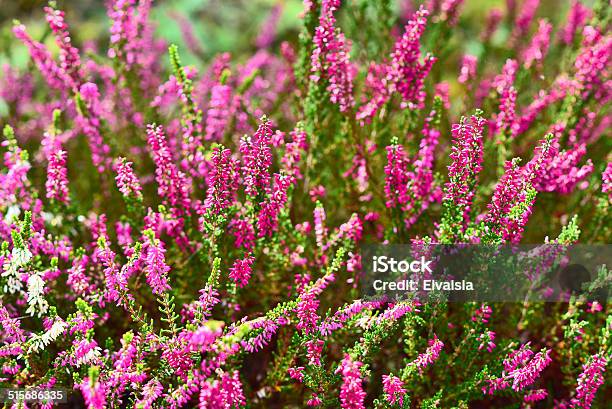 Heather Stock Photo - Download Image Now - Lüneburg Heath, Agricultural Field, Autumn