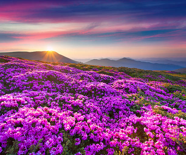 istock Magic pink rhododendron flowers in the mountains. 515686525