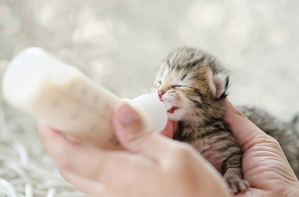 istock Feeding little cat with milk replacer 515686571