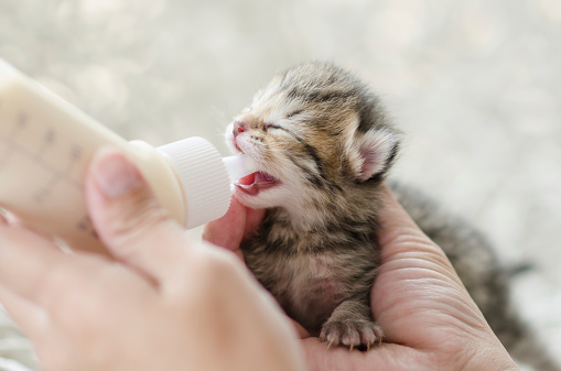 Feeding little tabby cat with milk replacer