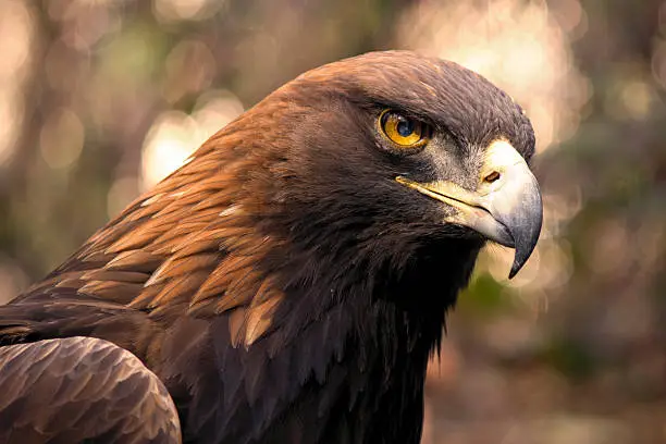 Photo of Golden Eagle (Aquila chrysaetos)