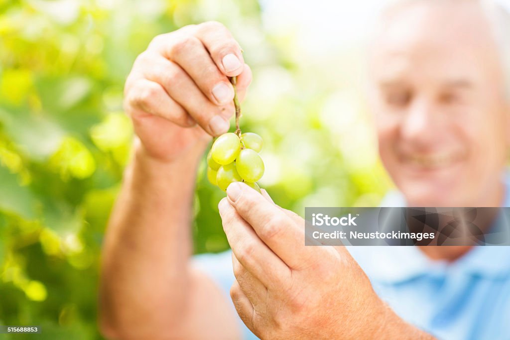 Senior Vigneron's Hands Holding Grapes In Vineyard Portrait of confident senior vigneron standing in vineyard. Horizontal shot. Grape Stock Photo