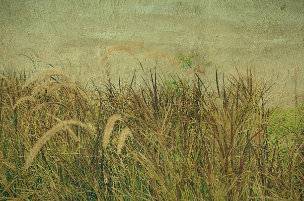 istock Vintage flower of grass 515689531