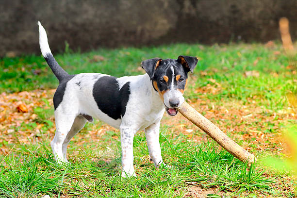 Young male purebred jack-russell terrier puppy dog, gnawing on a wooden stick in garden, it is good for teeth, but do not abuse it.