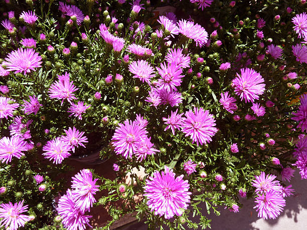 Cтоковое фото Фиолетовый chrysanthemums 2